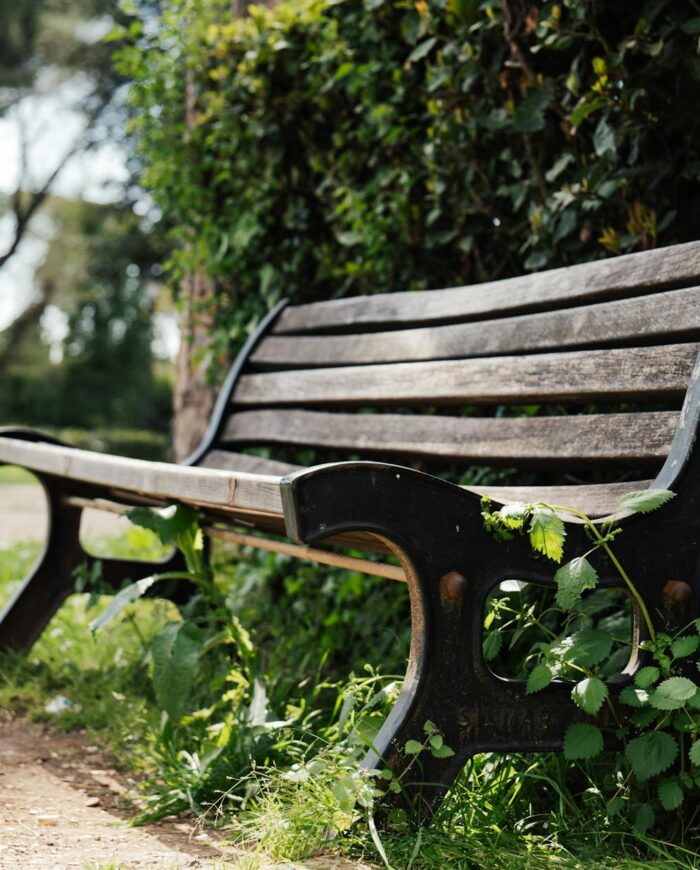 A tranquil park scene with a wooden bench amidst greenery, perfect for relaxation.