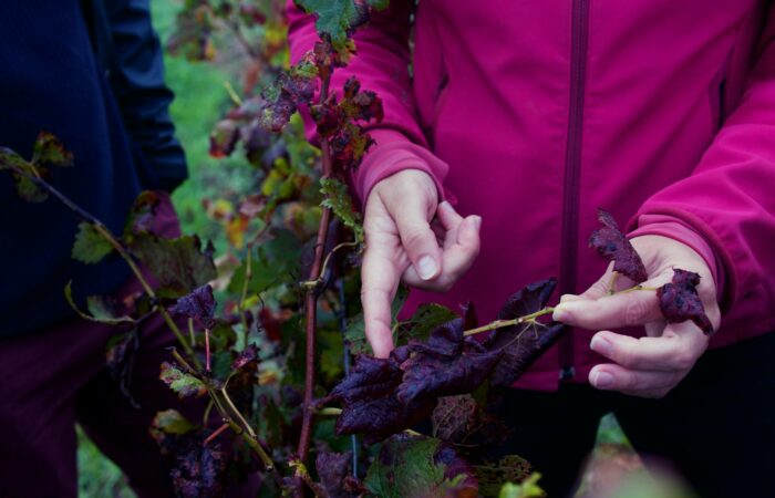 Hands inspecting grape leaves with disease in a vineyard in Léognan. Hands inspecting grape leaves with disease in a vineyard in Léognan.