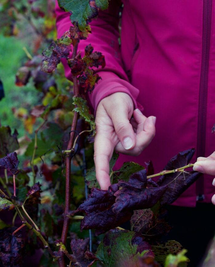 Hands inspecting grape leaves with disease in a vineyard in Léognan.