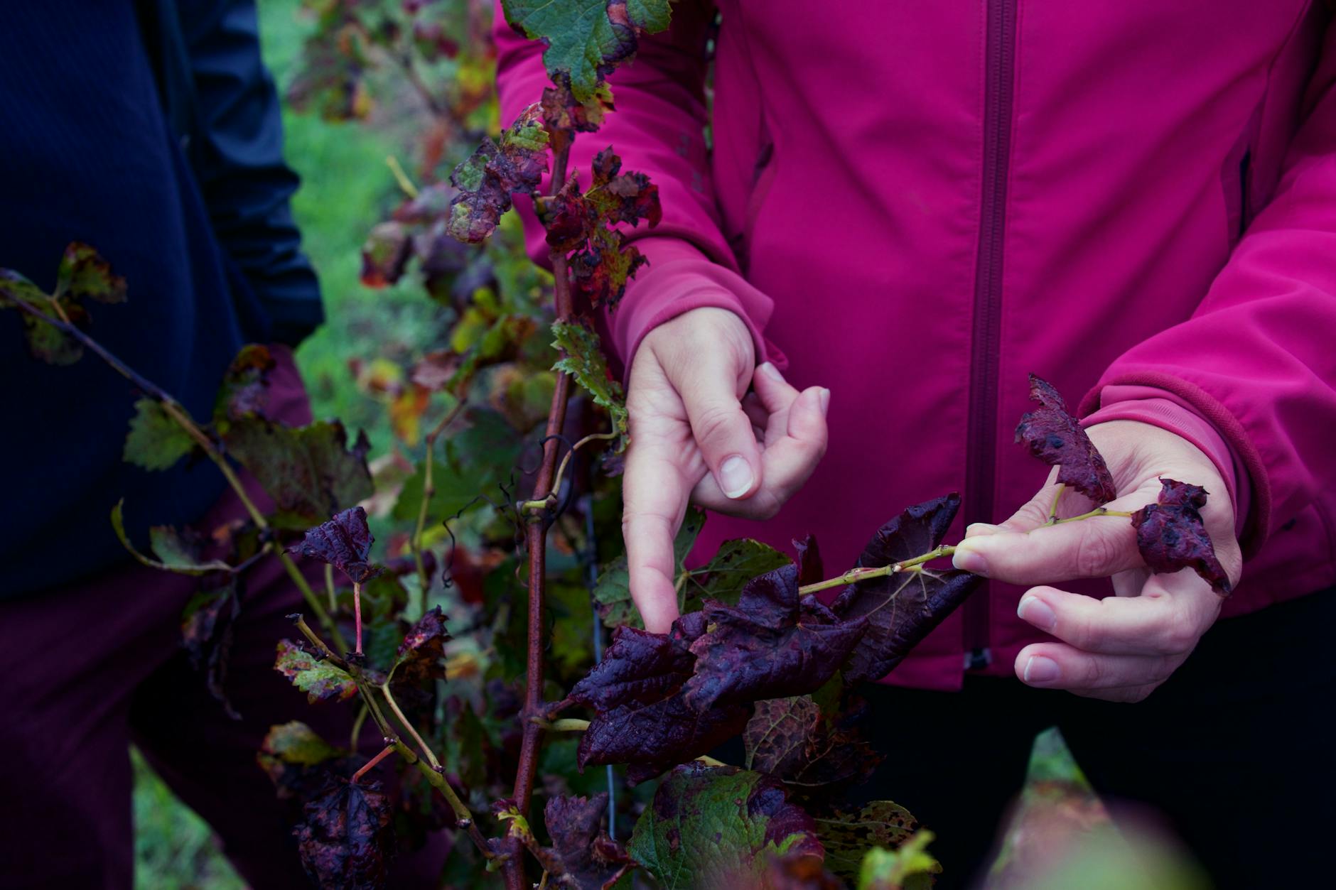 Hands inspecting grape leaves with disease in a vineyard in Léognan.