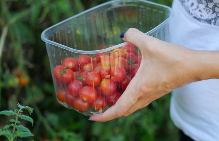Close-up of a hand holding a container filled with fresh cherry tomatoes outdoors. Close-up of a hand holding a container filled with fresh cherry tomatoes outdoors.