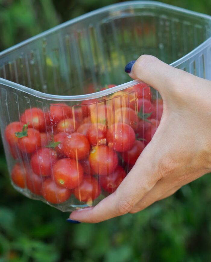 Close-up of a hand holding a container filled with fresh cherry tomatoes outdoors.